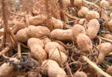 Guerra na Ucrânia afeta exportação de amendoim em Tupã